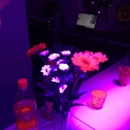 showroom15